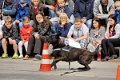 Polizeishow   032